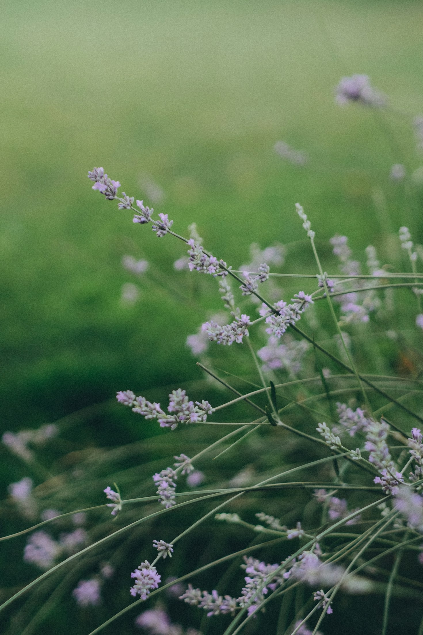 Os benefícios das essências florais no cotidiano
